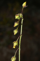 Tuberaria guttata