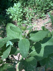 Arctium