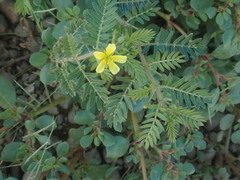 Tribulus terrestris