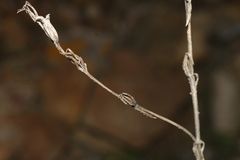 Schenkia spicata
