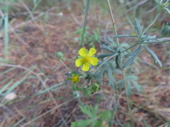 Potentilla argentea