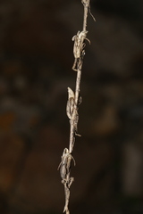 Schenkia spicata
