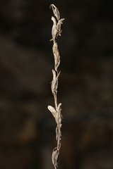Schenkia spicata