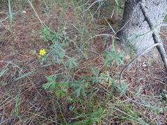 Potentilla argentea