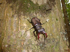 Lucanus cervus
