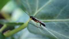 Ichneumonoidea