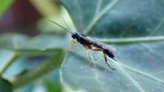 Ichneumonoidea