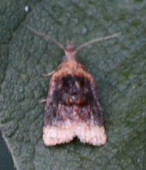 Platynota flavedana
