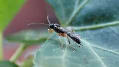 Ichneumonoidea