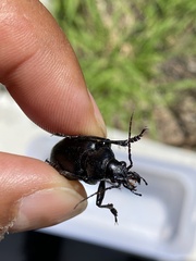 Calosoma