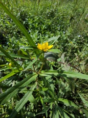 Bidens hyperborea