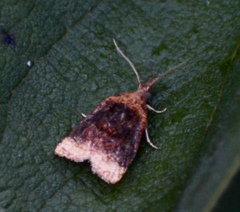 Platynota flavedana