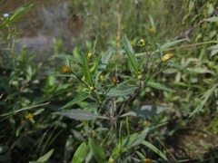 Bidens eatonii