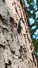 Plestiodon fasciatus