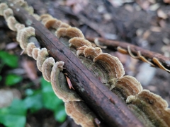 Trametes versicolor