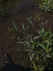 Bidens eatonii