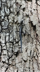 Plestiodon fasciatus