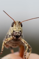 Melanoplus fasciatus