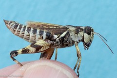 Melanoplus fasciatus