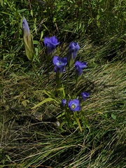 Gentianopsis victorinii