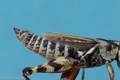 Melanoplus fasciatus