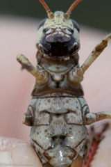 Melanoplus fasciatus