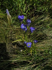 Gentianopsis victorinii