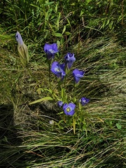 Gentianopsis victorinii