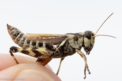 Melanoplus fasciatus