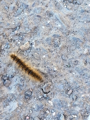 Erebidae