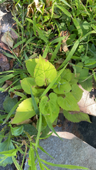 Symphyotrichum cordifolium