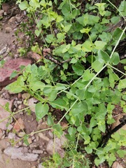 Commicarpus scandens