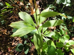 Lilium martagon