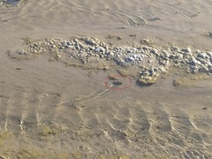 Cyprinodontidae