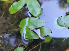 Potamogeton polygonifolius