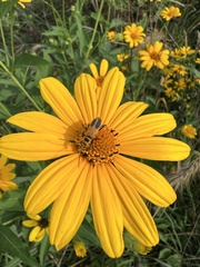 Helianthus strumosus