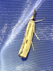 Agriphila inquinatella
