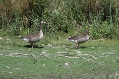 Anser anser × Branta canadensis