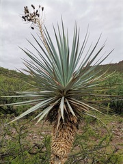 Asparagaceae