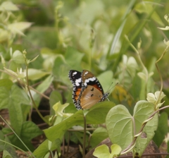 Hypolimnas misippus