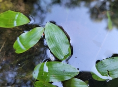 Potamogeton polygonifolius