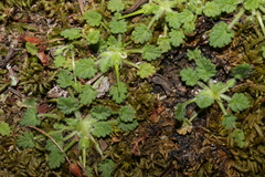 Erodium maritimum