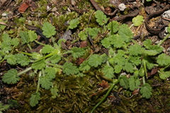 Erodium maritimum
