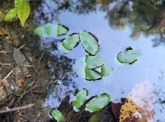 Potamogeton polygonifolius