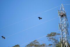 Buteogallus coronatus