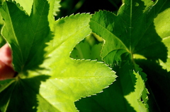 Alchemilla micans