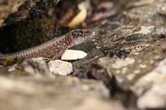 Algyroides nigropunctatus