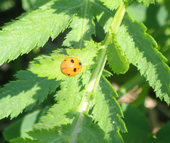 Coccinella quinquepunctata