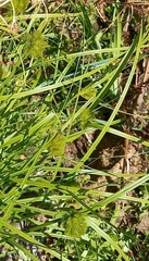 Carex bohemica