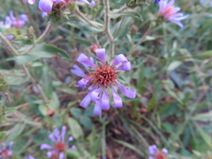 Dieteria canescens
